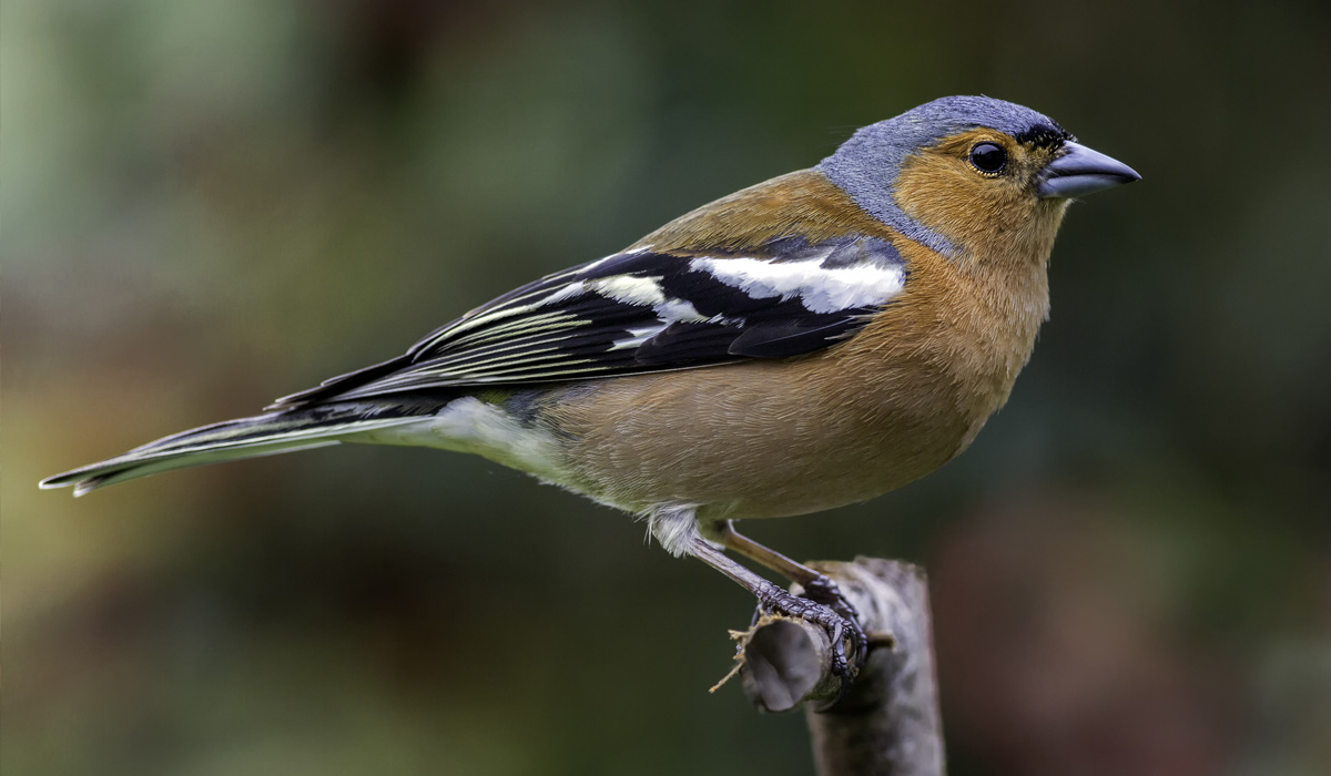 Chaffinch