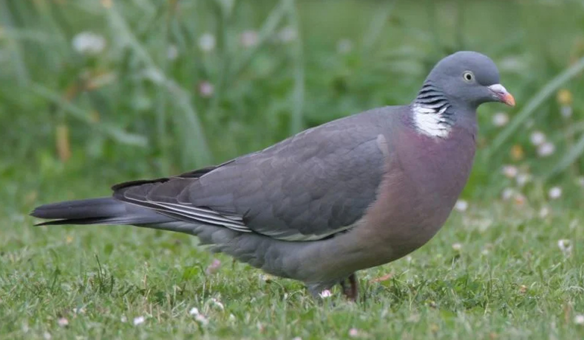 Woodpigeon