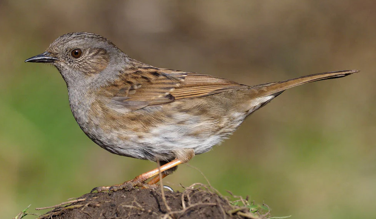 Dunnock
