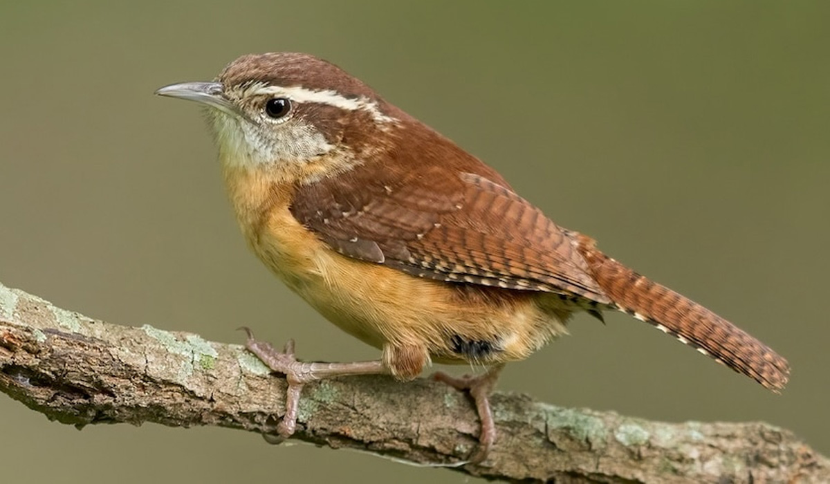 Eurasian Wren
