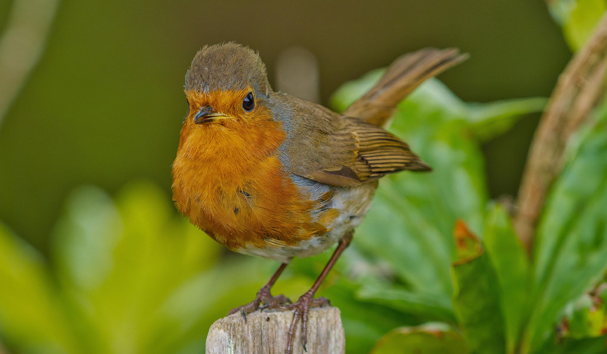 European Robin