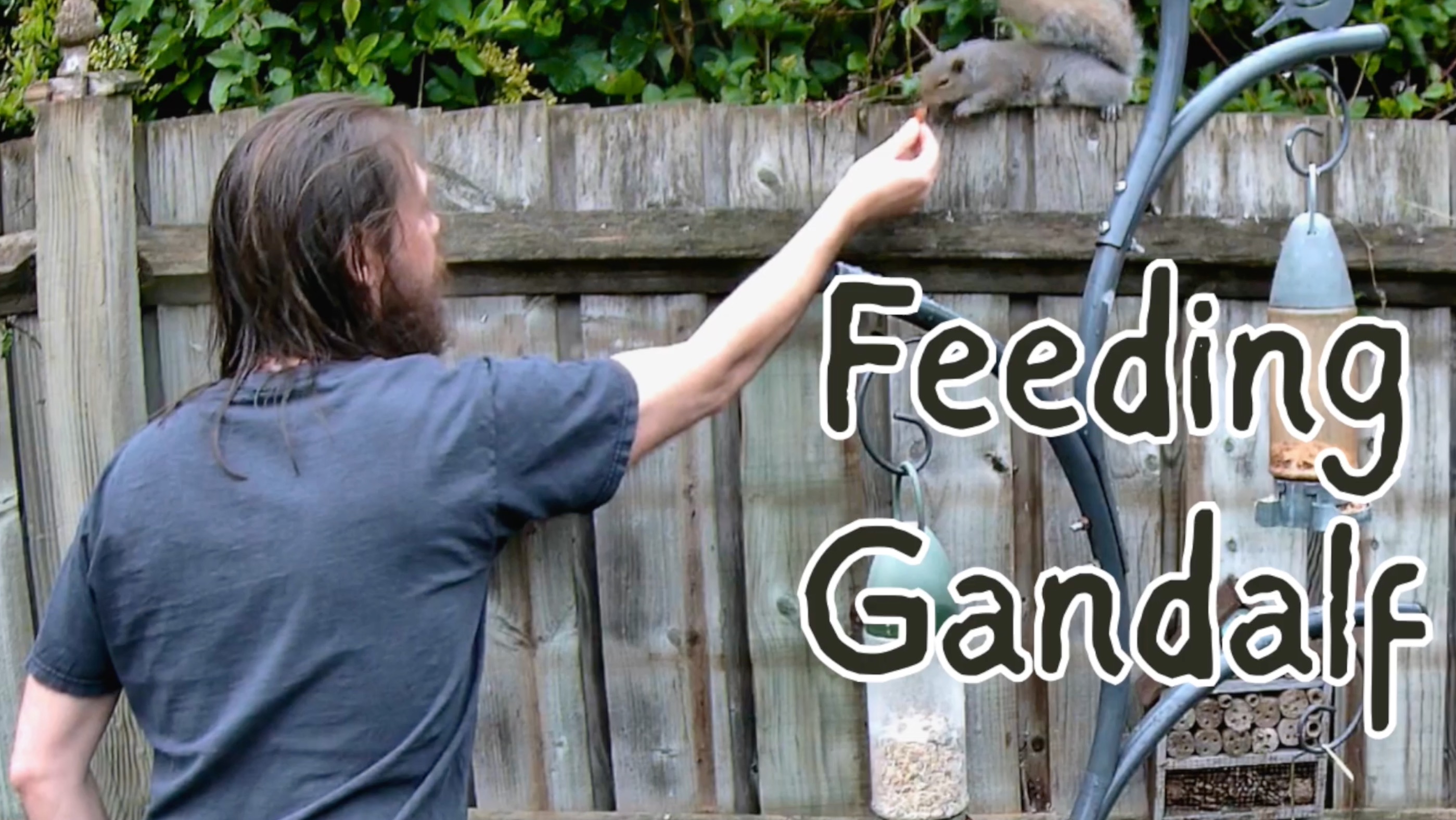  Hand feeding Gandalf the Grey Squirrel